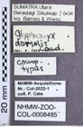 Etikette zu Glyphonyx dorsalis (NHMW-ZOO-COL-0008485)